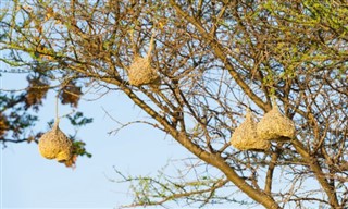 Botswana vejrudsigt