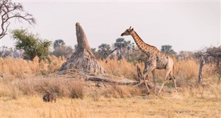 Botswana Időjárás-jelentés