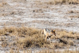 Botswana pronóstico del tiempo