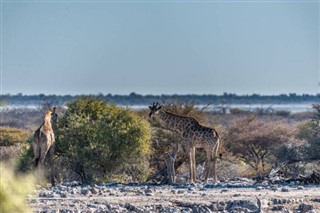 Botswana vejrudsigt