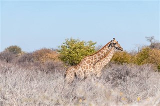 Botswana pronóstico del tiempo