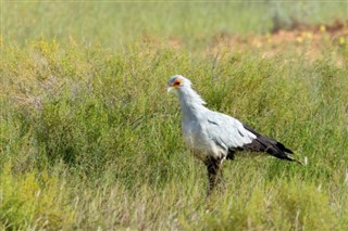 Botswana vejrudsigt