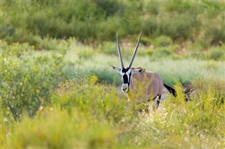 Botswana pronóstico del tiempo