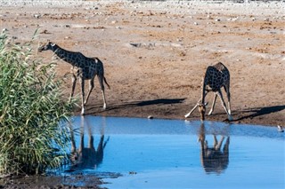 Botswana prévisions météorologiques