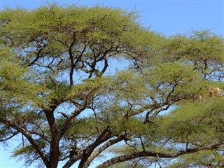 Botswana prévisions météorologiques