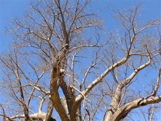 Botswana vejrudsigt