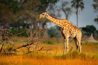 Botswana vejrudsigt