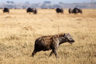 Botswana vejrudsigt