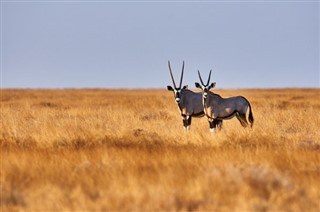 Botswana vejrudsigt