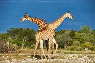 Botswana vejrudsigt