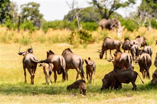 Botswana prévisions météorologiques