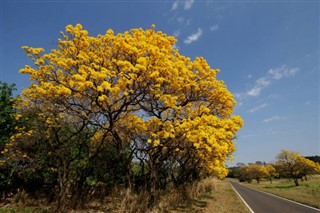 Brasilien vejrudsigt