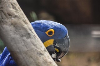 Brasilien vejrudsigt