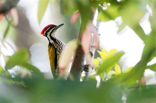 Brunei hava tahmini