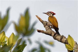 Brunei hava tahmini