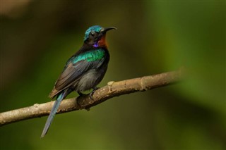 Brunei vejrudsigt