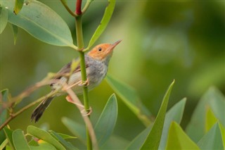 Brunei hava tahmini