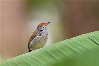Brunei hava tahmini