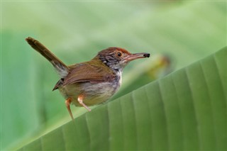 Brunei Hava tahmini