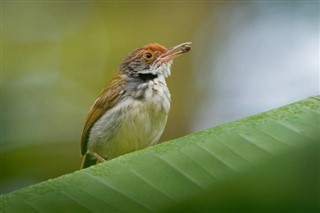 Brunei Hava tahmini