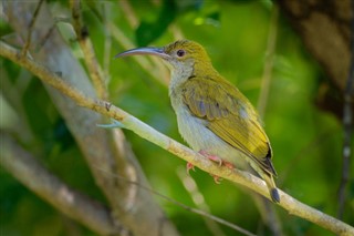 Brunei hava tahmini