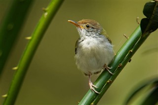 Brunei vejrudsigt
