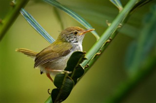 Brunei hava tahmini