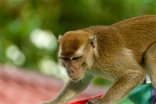Brunei hava tahmini