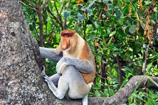 Brunei vejrudsigt