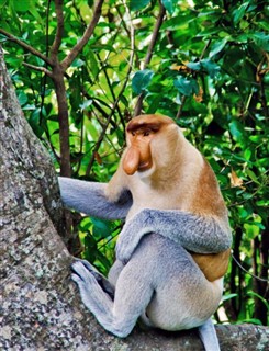 Brunei vejrudsigt