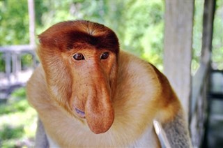 Brunei vejrudsigt