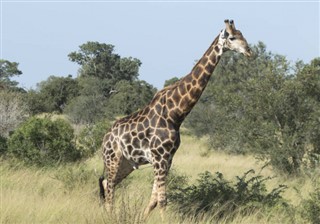 Burkina Faso hava tahmini