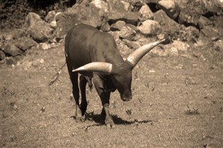 Burundi hava tahmini