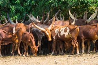 Burundi hava tahmini