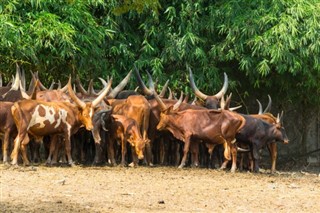 Burundi Hava tahmini