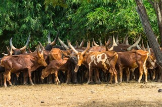 Burundi hava tahmini