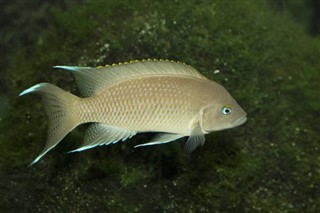 Burundi hava tahmini