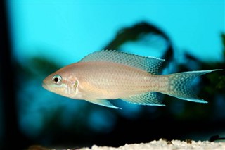 Burundi Hava tahmini