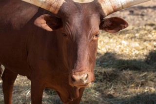 Burundi vejrudsigt