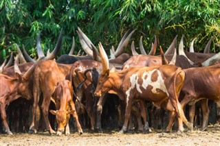 Burundi hava tahmini