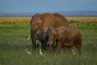 Kamerun hava tahmini