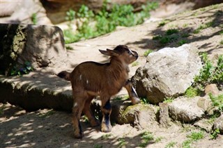 Kamerun hava tahmini