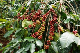 Kamerun hava tahmini