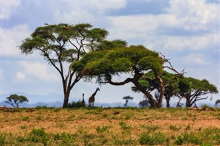 Kamerun hava tahmini