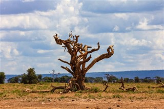 Kamerun hava tahmini