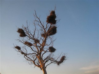 Kamerun hava tahmini