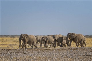 Kamerun hava tahmini