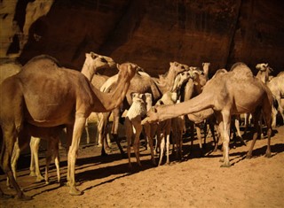 Tchad prévisions météorologiques