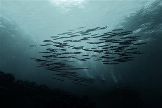 Cocos Adaları hava tahmini
