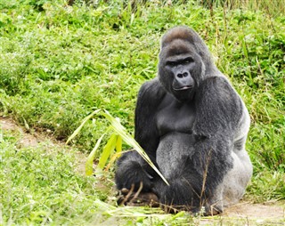 Congo, Den Demokratiske Republik vejrudsigt